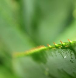 Close-up of insect on leaf