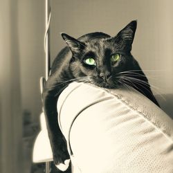 Close-up portrait of cat sitting