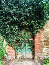 Ivy growing on wall by building