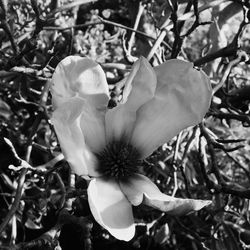 Close-up of flowers blooming on tree