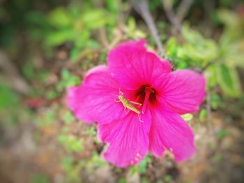 Close-up of pink hibiscus blooming outdoors