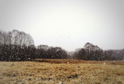 Trees growing on field