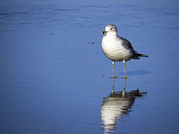 Seagull perching on a lake