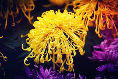 Close-up of yellow flower