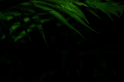 Close-up of fern leaves at night