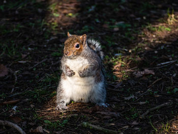 High angle view of squirrel in forest