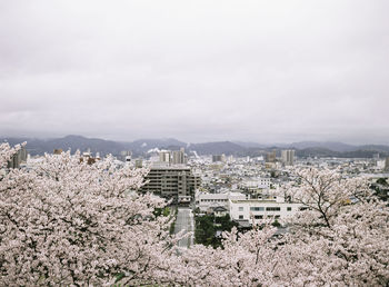 Cherry blossom and cityscape against clear sky