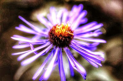 Close-up of purple flower