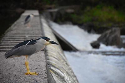 Close-up of bird perching on retaining wall