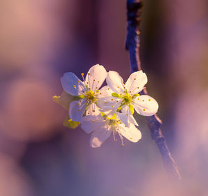 A beautiful plum tree blossom in the spring morning.