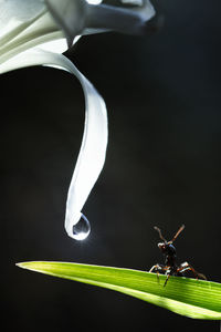 Close-up of insect flying against black background