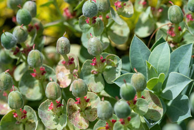 Close-up of berries growing on plant