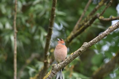 Low angle view of chaffinch perching on branch
