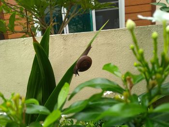 Close-up of snail on plant