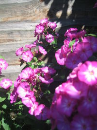 Close-up of pink flowers