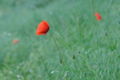 Close-up of red poppy flower