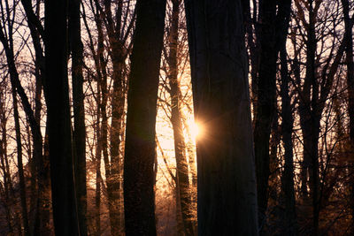 Scenic view of forest against sky at sunset