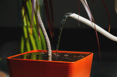 Watering a young green plant from a watering can at home, close-up. home gardening and flower care