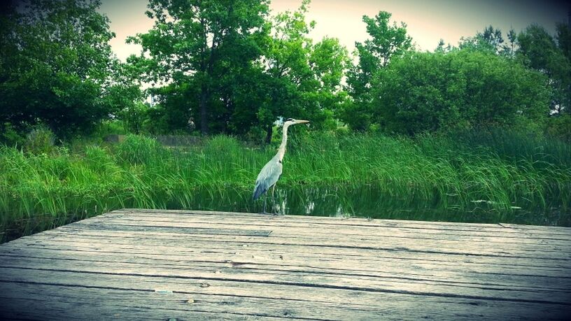 tree, wood - material, growth, tranquility, nature, green color, grass, plant, beauty in nature, tranquil scene, wooden, wood, day, no people, outdoors, green, one animal, forest, sunlight, boardwalk