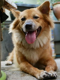 Close-up portrait of a dog