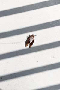 High angle view of housefly