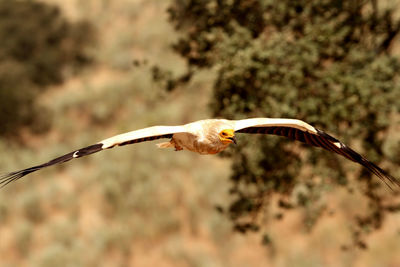 Bird flying against the sky