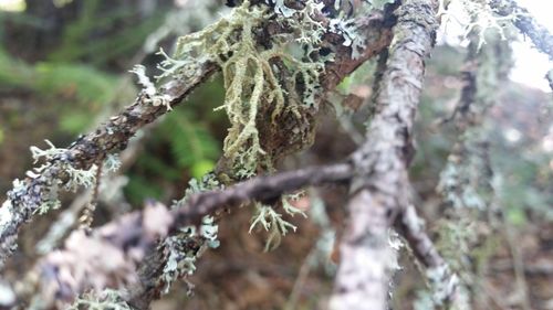 Close-up of lichen on branch during winter