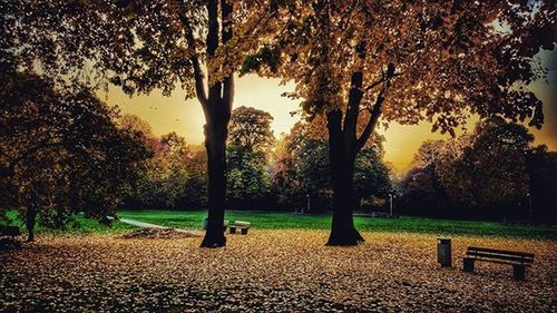 Trees in park