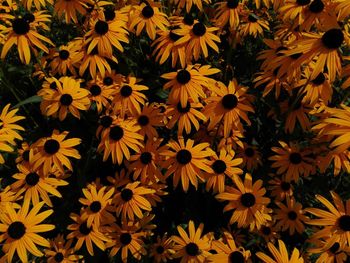 Close-up of yellow flowers blooming outdoors