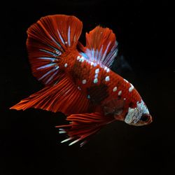 Close-up of fish swimming in sea