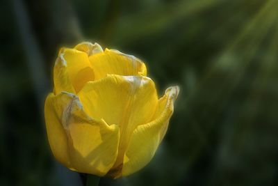 Close-up of yellow rose flower