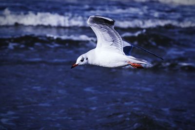 Close up of seagull in water