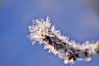 Close-up of frozen tree against blue sky