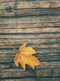 Close-up of maple leaf on wood