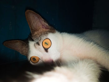 Close-up portrait of a cat