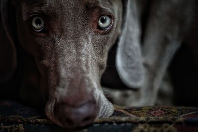 Close-up portrait of dog