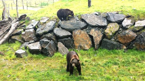 Cat on rock at field