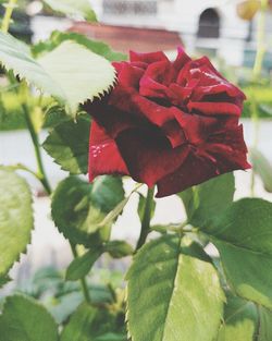 Close-up of red rose plant