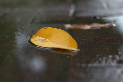 Close-up of yellow leaf on water