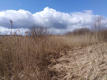 Scenic view of field against sky