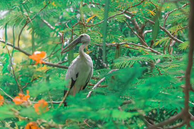 Bird in a forest