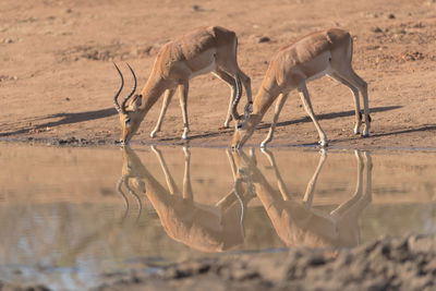 Elephant drinking water in a lake