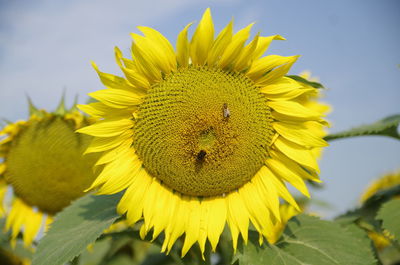 Close-up of yellow sunflower blooming against sky