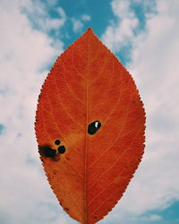 Close-up of dry maple leaf against sky