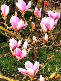 High angle view of pink crocus flowers blooming on field