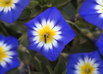 Close-up of purple flowering plant