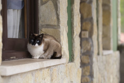 Portrait of cat sitting outdoors