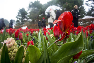 Close-up of red tulip flowers