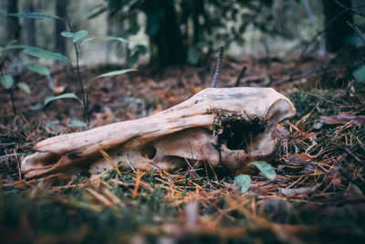 Close-up of animal skull on field