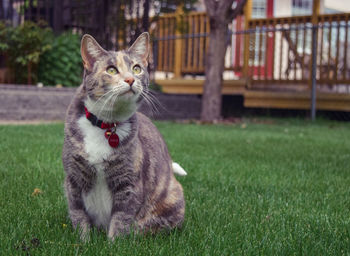 Close-up of cat sitting on grass